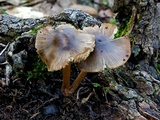 Mycopan scabripes image