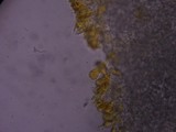 Mycena aurantiomarginata image