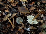 Mycopan scabripes image