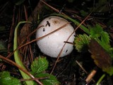 Agaricus hondensis image