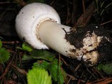 Agaricus hondensis image