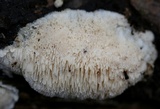 Steccherinum oreophilum image