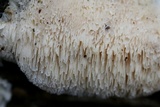 Steccherinum oreophilum image