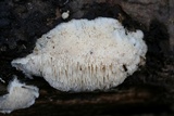 Steccherinum oreophilum image
