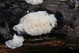 Steccherinum oreophilum image