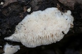Steccherinum oreophilum image