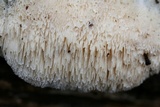 Steccherinum oreophilum image