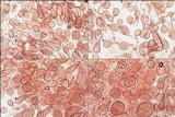 Xerula radicata image