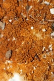 Serpula himantioides image
