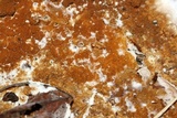 Serpula himantioides image