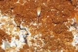 Serpula himantioides image