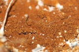 Serpula himantioides image