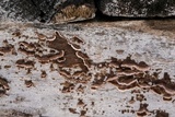 Peniophora albobadia image