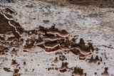 Peniophora albobadia image
