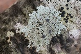 Physcia pumilior image