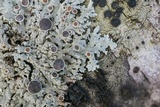 Physcia pumilior image
