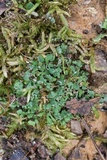 Cladonia subcariosa image