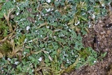 Cladonia subcariosa image