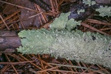 Canoparmelia caroliniana image