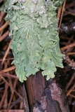 Canoparmelia caroliniana image