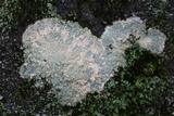 Loxospora pustulata image
