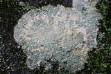 Loxospora pustulata image