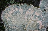 Loxospora pustulata image