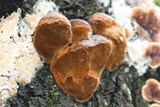 Phellinus everhartii image