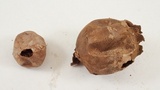 Bovista plumbea image
