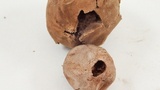 Bovista plumbea image