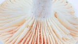 Cuphophyllus pratensis image