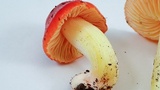 Hygrocybe laetissima image