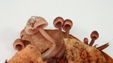 Mycena leptocephala image