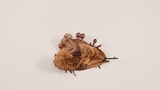 Mycena leptocephala image