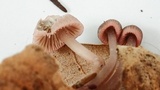 Mycena leptocephala image