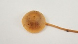 Mycena aurantiomarginata image