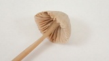 Mycena capillaripes image