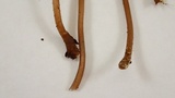 Mycena galopus var. galopus image