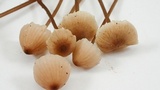 Mycena galopus var. galopus image