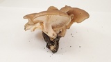 Lyophyllum decastes image
