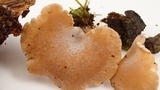 Hohenbuehelia petaloides image