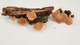 Hohenbuehelia petaloides image