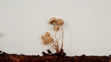Mycena filopes image