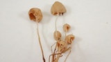 Mycena filopes image