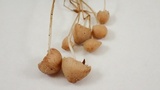 Mycena filopes image
