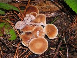 Gymnopus villosipes image
