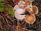 Gymnopus villosipes image