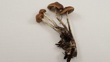 Psilocybe azurescens image