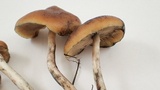 Psilocybe azurescens image