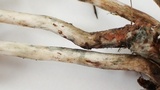 Psilocybe azurescens image